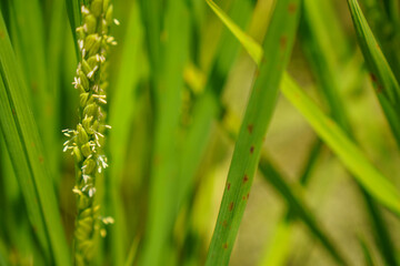 成長し稲穂に花をつけた稲