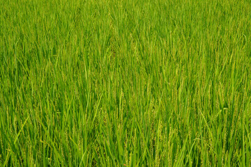 成長し稲穂に花をつけた稲