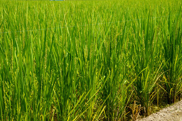 成長し稲穂に花をつけた稲