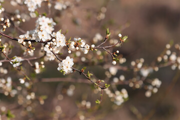 Flowering cherry plum tree