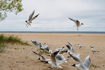 flock of sea gulls flying fighting for food on beach by the sea