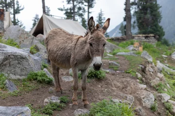 Foto op Plexiglas Adorable donkey with happy face © GreenThumbShots