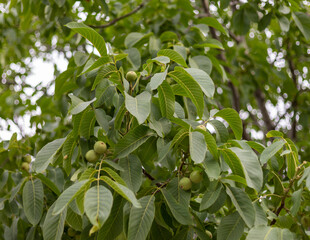 Walnut fruit growing on a tree in the early stage