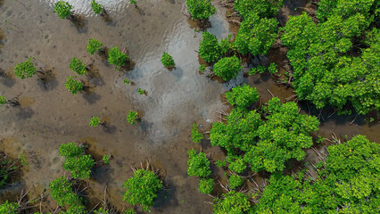 マングローブ林　空撮