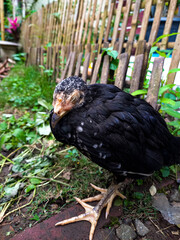 The chicken was sound asleep
