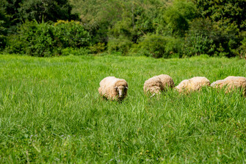 Fototapeta premium The sheep gathered to eat the long grass. amid nature