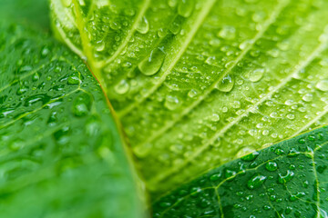 Macro closeup of Beautiful fresh green leaf with drop of water in morning sunlight nature background.