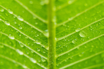 Macro closeup of Beautiful fresh green leaf with drop of water in morning sunlight nature background.