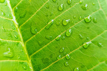 Macro closeup of Beautiful fresh green leaf with drop of water in morning sunlight nature background.