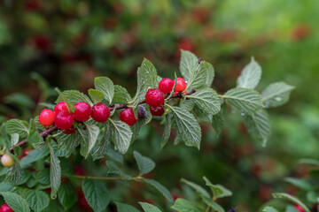 Cherry branch. Red ripe berries on the cherry tree.