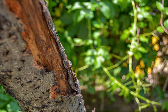 tree and bark photographed in the garden