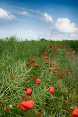Agricultural field landscape with a clouds in the sunny day