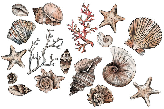Watercolor template. Beautiful motifs for decoration design. Watercolor  ocean seashells clipart. Artistic backdrop. Watercolor on white background. Watercolor illustration. Sea motifs.