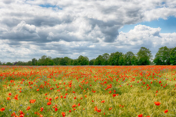 Agricultural field landscape with a clouds in the sunny day