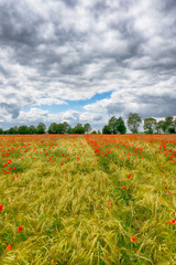 Fototapeta na wymiar Agricultural field landscape with a clouds in the sunny day