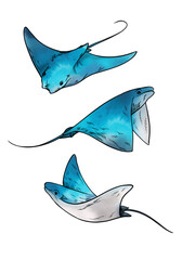 Watercolor template. Beautiful motifs for decoration design. Watercolor  ocean devilfish clipart. Artistic backdrop. Watercolor on white background. Watercolor illustration. Sea motifs.