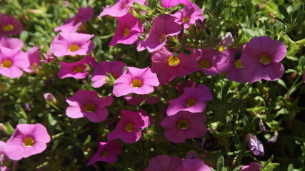 SONY DSC