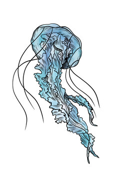 Watercolor template. Beautiful motifs for decoration design. Watercolor  ocean jellyfish clipart. Artistic backdrop. Watercolor on white background. Watercolor illustration. Sea motifs.