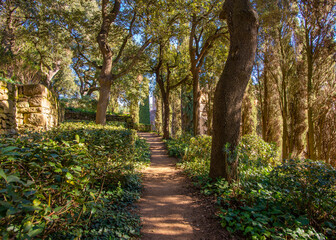 Naklejka premium A footpath going through an live oak woodland