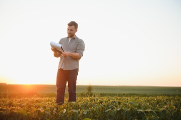 A farmer inspects a green soybean field. The concept of the harvest