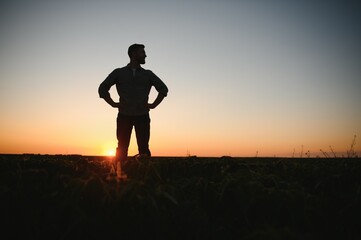Obraz na płótnie Canvas A farmer inspects a green soybean field. The concept of the harvest