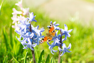 Butterfly Aglais io, beautiful butterfly sitting on blossom flower of hyacinth in nature.
