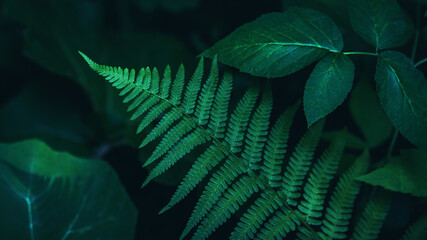 Laub und Farn- abstrakter Hintergrund  dunkler Wald