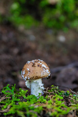 Mushroom