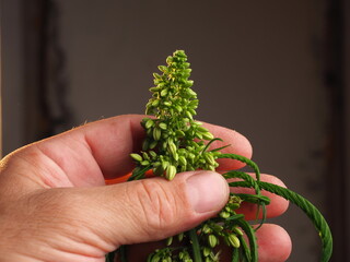 Naklejka na ściany i meble Male plant hemp flowers blossom close up. Cannabis marijuana medical.
