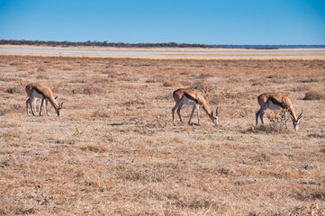 Fototapeta na wymiar Springbok, Etosha National Park, Namibia