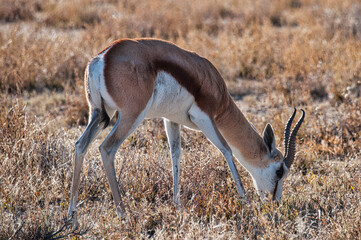 Springbok, Etosha National Park, Namibia