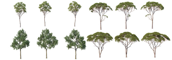 Pine trees and trees with a white background