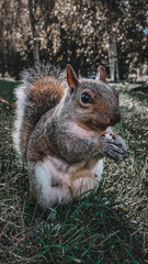 squirrel on the tree