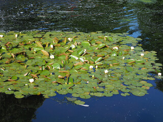 Some white waterlilies in a large pond