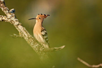 huppe fasciée © fabrice