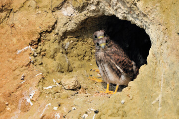 Jeunes Faucon cr&egrave;cerelles 