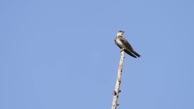 South American Brown chested Martin, Progne tapera, perched on a stake against a blue sky background and looking around.