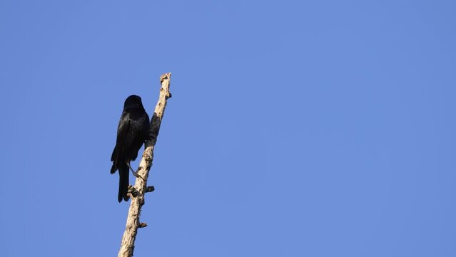 Black beautiful cowbird, Molothrus bonariensis with shiny reflective feather standing on a tree snag moving its head randomly, scouting and scanning its surrounding with a clear blue sky background.