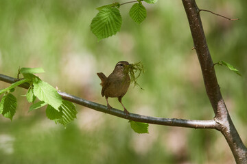 Singendes Zaunkönig Männchen ( Troglodytes troglodytes ) beim Nestbau	