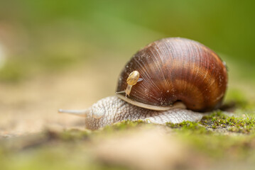 A small snail sits on a large sink, blurred background, natural light