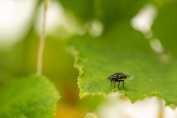 A fly sits on a green leaf of a cucumber, close-up macro