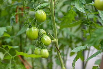 Green tomatoes on bushes close-up, growing in a greenhouse