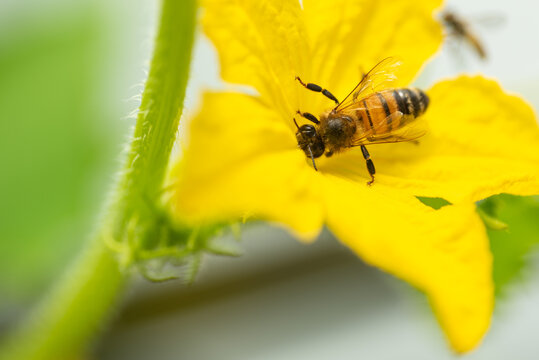A bee pollinates a cucumber flower, close-up macro
