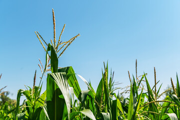 Low angle vew of corn field against clear sky. Background of green corn field