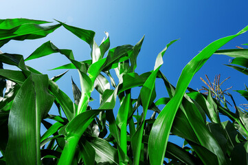 Low angle vew of corn field against clear sky. Background of green corn field.