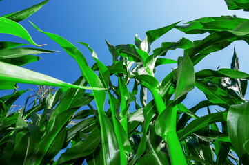 Low angle vew of corn field against clear sky. Background of green corn field.