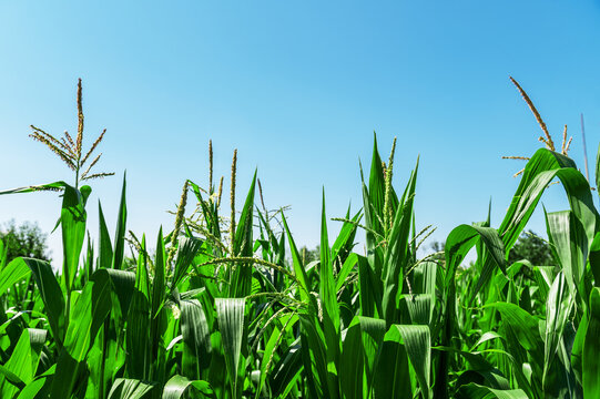 Low angle vew of corn field against clear sky. Background of green corn field