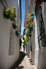 Traditional decoration in city of Cordoba, Andalusia, Spain. Street with the typical flowers of this city.