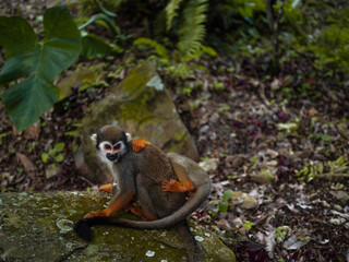 A small monkey with a long tail in the forest, close-up. funny primates in a nature park, animal watching