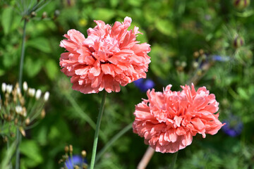 Pink Ruffled Poppies Blooming and Flowering in a Garden